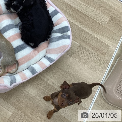 愛知県のミニチュアピンシャー (ペットプラス 千音寺店/2025年11月3日生まれ/男の子/チョコレートタン)の子犬の3枚目の画像