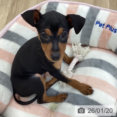 ミニチュア・ピンシャーの写真