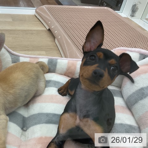 ミニチュア・ピンシャーの写真