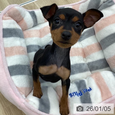 愛知県のミニチュアピンシャー (ペットプラス みなと店/2025年11月3日生まれ/女の子/ブラックタン)の子犬の4枚目の画像