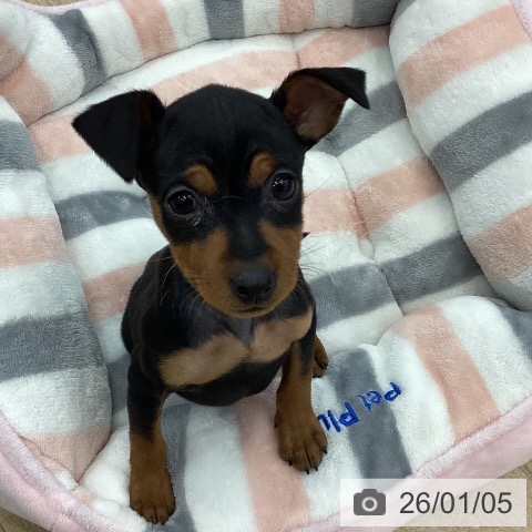 愛知県のミニチュアピンシャー (ペットプラス みなと店/2025年11月3日生まれ/女の子/ブラックタン)の子犬の3枚目の画像