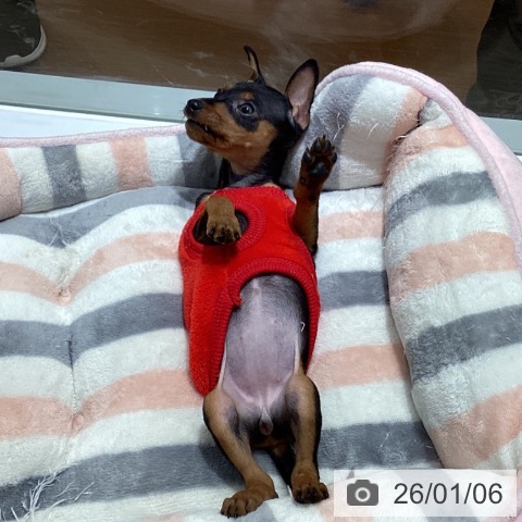 愛知県のミニチュアピンシャー (ペットプラス イオンモール長久手店/2025年11月3日生まれ/女の子/ブラックタン)の子犬の3枚目の画像