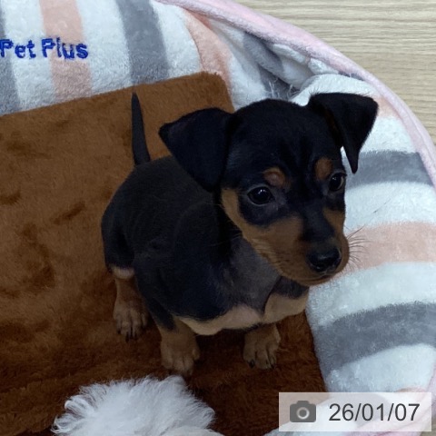 愛知県のミニチュアピンシャー (ペットプラス イオンモール長久手店/2025年11月3日生まれ/女の子/ブラックタン)の子犬の4枚目の画像