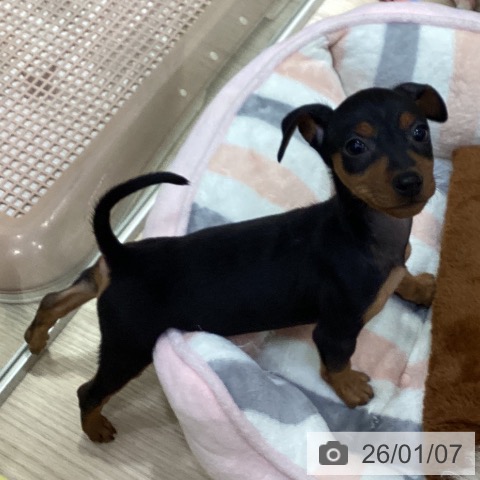 愛知県のミニチュアピンシャー (ペットプラス イオンモール長久手店/2025年11月3日生まれ/女の子/ブラックタン)の子犬の3枚目の画像