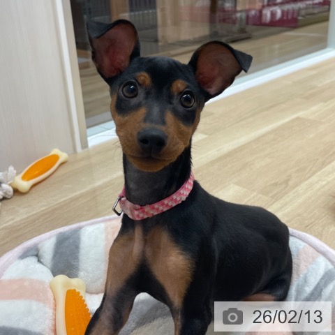 愛知県のミニチュアピンシャー (ペットプラス 上飯田店/2025年11月3日生まれ/女の子/ブラックタン)の子犬の4枚目の画像