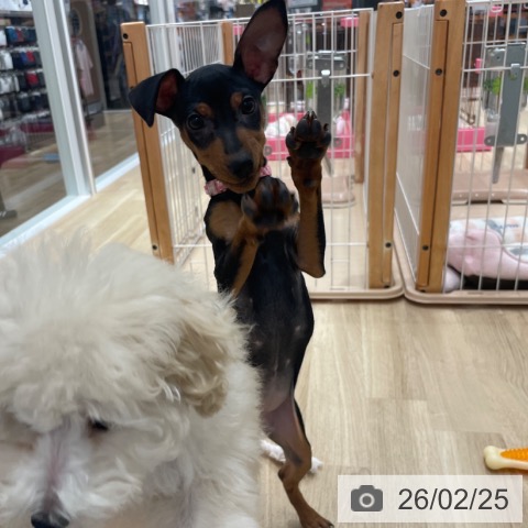 愛知県のミニチュアピンシャー (ペットプラス 上飯田店/2025年11月3日生まれ/女の子/ブラックタン)の子犬の4枚目の画像