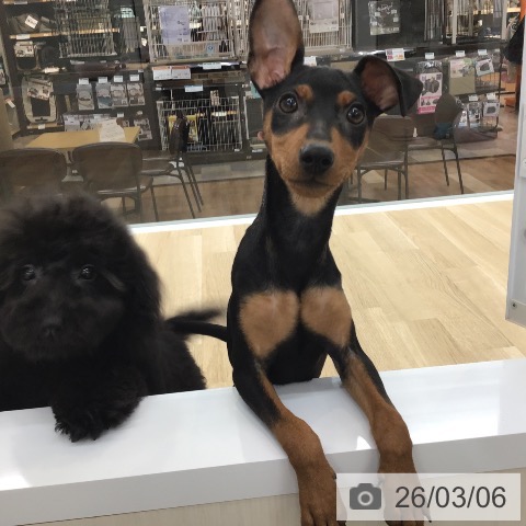 愛知県のミニチュアピンシャー (ペットプラス 千音寺店/2025年11月3日生まれ/女の子/ブラックタン)の子犬の4枚目の画像