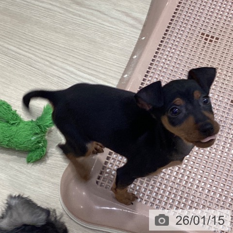 愛知県のミニチュアピンシャー (ペットプラス イオンモール長久手店/2025年11月3日生まれ/女の子/ブラックタン)の子犬の3枚目の画像