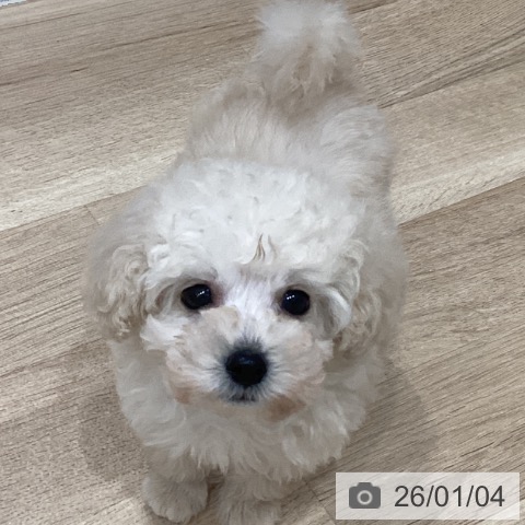 愛知県のトイプードル(トイ) (ペットプラス 東浦店/2025年11月2日生まれ/男の子/ペールフォーン)の子犬の3枚目の画像