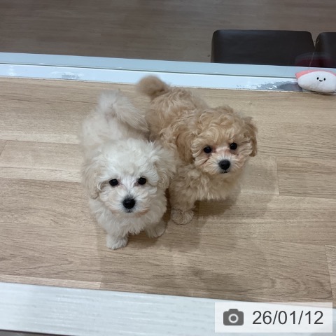 愛知県のトイプードル(トイ) (ペットプラス 東浦店/2025年11月2日生まれ/男の子/ペールフォーン)の子犬の4枚目の画像