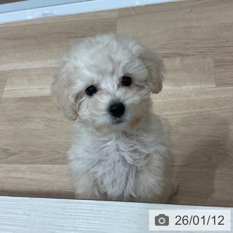 愛知県のトイプードル(トイ) (ペットプラス 東浦店/2025年11月2日生まれ/男の子/ペールフォーン)の子犬の3枚目の画像