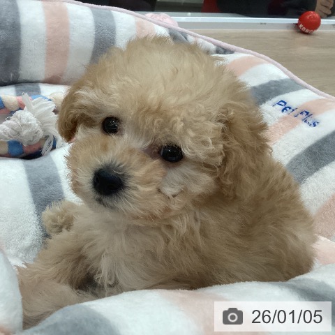 愛知県のトイプードル(トイ) (ペットプラス 豊田店/2025年11月2日生まれ/男の子/オレンジフォーン)の子犬の3枚目の画像