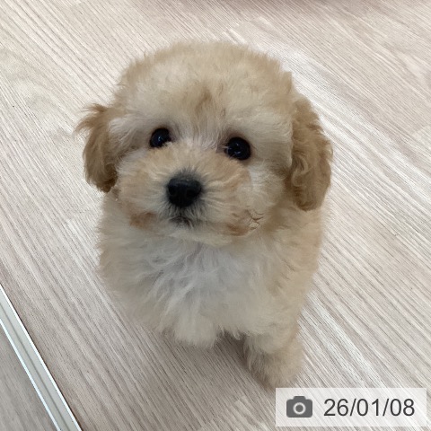 愛知県のトイプードル(トイ) (ペットプラス 豊田店/2025年11月2日生まれ/男の子/オレンジフォーン)の子犬の4枚目の画像