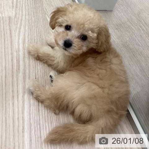 愛知県のトイプードル(トイ) (ペットプラス 豊田店/2025年11月2日生まれ/男の子/オレンジフォーン)の子犬の3枚目の画像