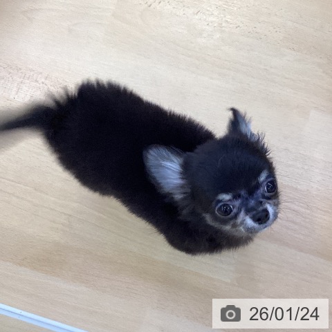 愛知県のチワワ(ロング) (ペットプラス 三好店/2025年11月3日生まれ/男の子/ブラックタン)の子犬の4枚目の画像