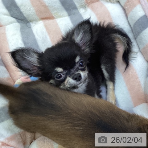 愛知県のチワワ(ロング) (ペットプラス 三好店/2025年11月3日生まれ/男の子/ブラックタン)の子犬の4枚目の画像