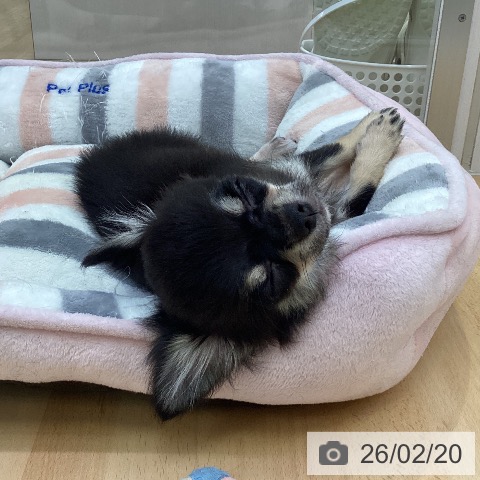 愛知県のチワワ(ロング) (ペットプラス 三好店/2025年11月3日生まれ/男の子/ブラックタン)の子犬の4枚目の画像