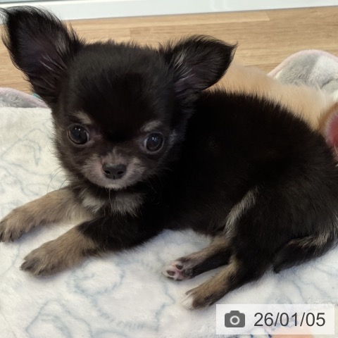 愛知県のチワワ(ロング) (ペットプラス 岡崎店/2025年11月3日生まれ/男の子/ブラックタン)の子犬の3枚目の画像