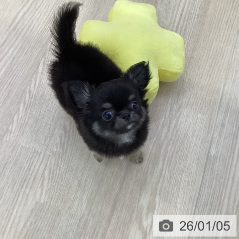 愛知県のチワワ(ロング) (ペットプラス ナゴヤドーム前店/2025年11月3日生まれ/女の子/ブラックタン)の子犬の4枚目の画像