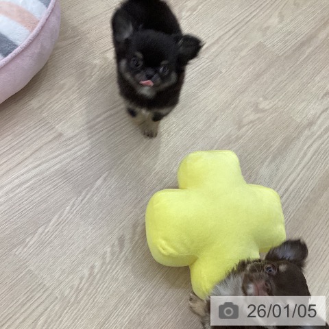 愛知県のチワワ(ロング) (ペットプラス ナゴヤドーム前店/2025年11月3日生まれ/女の子/ブラックタン)の子犬の3枚目の画像