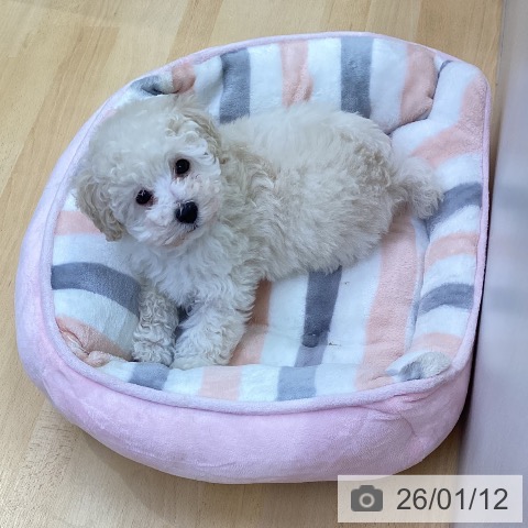 三重県のトイプードル(トイ) (ペットプラス 津南店/2025年11月3日生まれ/男の子/クリーム)の子犬の4枚目の画像