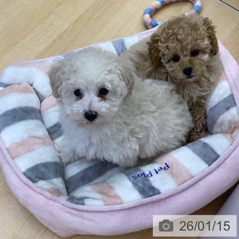 三重県のトイプードル(トイ) (ペットプラス 津南店/2025年11月3日生まれ/男の子/クリーム)の子犬の3枚目の画像