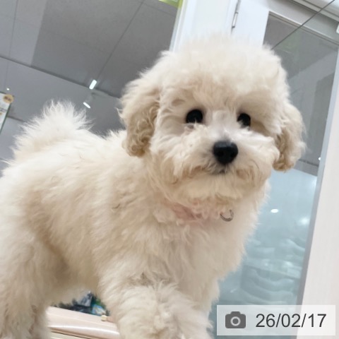 愛知県のトイプードル(トイ) (ペットプラス 上飯田店/2025年11月3日生まれ/女の子/クリーム)の子犬の4枚目の画像