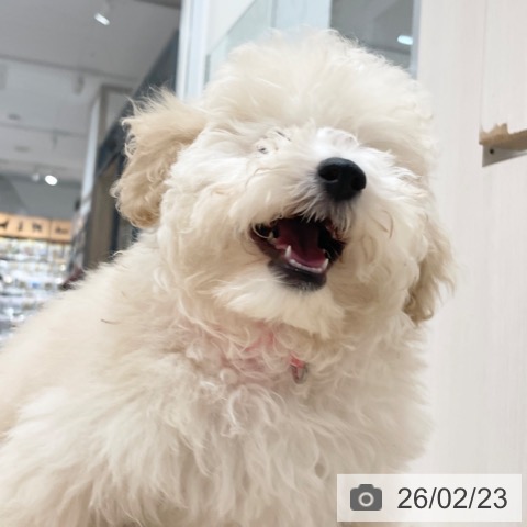 愛知県のトイプードル(トイ) (ペットプラス 上飯田店/2025年11月3日生まれ/女の子/クリーム)の子犬の4枚目の画像