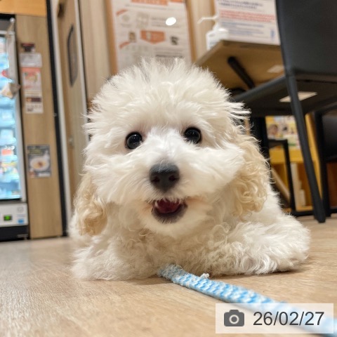 愛知県のトイプードル(トイ) (ペットプラス 上飯田店/2025年11月3日生まれ/女の子/クリーム)の子犬の4枚目の画像