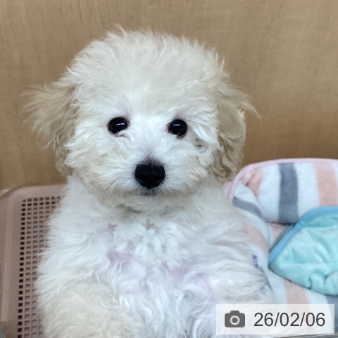 愛知県のトイプードル(トイ) (ペットプラス 千種店/2025年11月3日生まれ/女の子/クリーム)の子犬の3枚目の画像