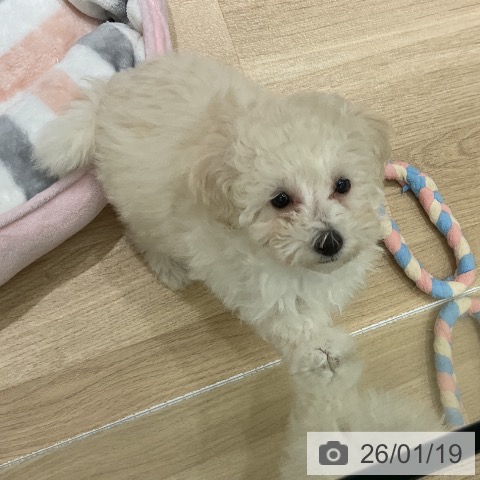 トイ・プードルの写真