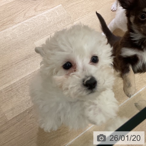 愛知県のトイプードル(トイ) (ペットプラス イオンモール豊川店/2025年11月3日生まれ/女の子/クリーム)の子犬の4枚目の画像