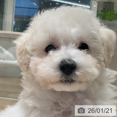 トイ・プードルの写真