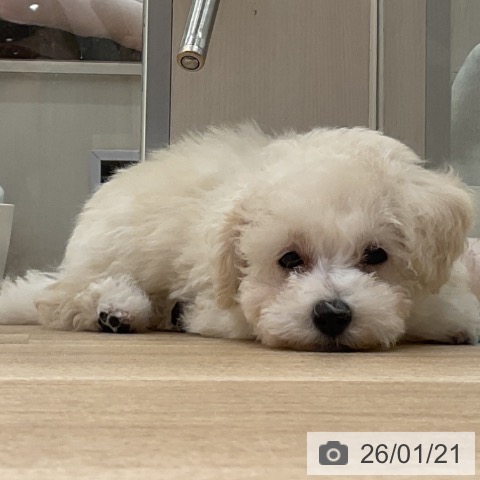 愛知県のトイプードル(トイ) (ペットプラス イオンモール豊川店/2025年11月3日生まれ/女の子/クリーム)の子犬の4枚目の画像