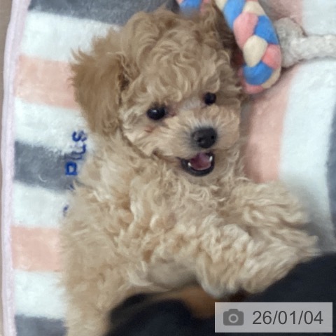 愛知県のトイプードル(トイ) (ペットプラス 東浦店/2025年11月3日生まれ/男の子/クリーム)の子犬の3枚目の画像