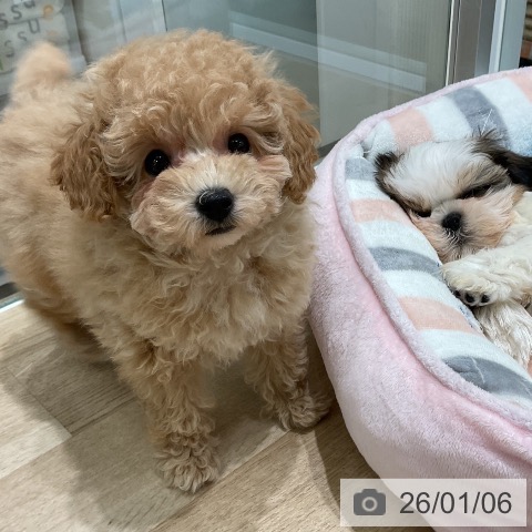 三重県のトイプードル(トイ) (ペットプラス 鈴鹿店/2025年11月3日生まれ/女の子/アプリコット)の子犬の4枚目の画像