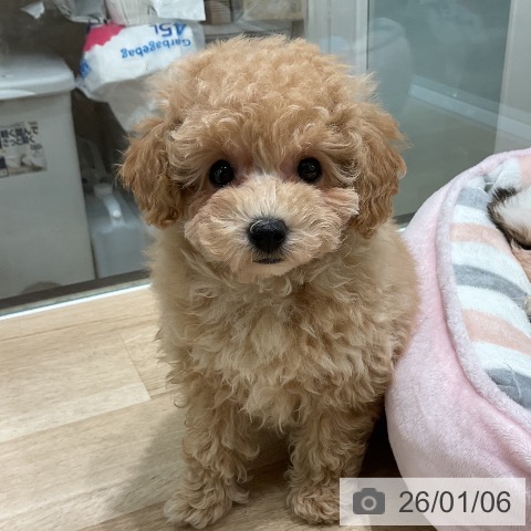 三重県のトイプードル(トイ) (ペットプラス 鈴鹿店/2025年11月3日生まれ/女の子/アプリコット)の子犬の3枚目の画像