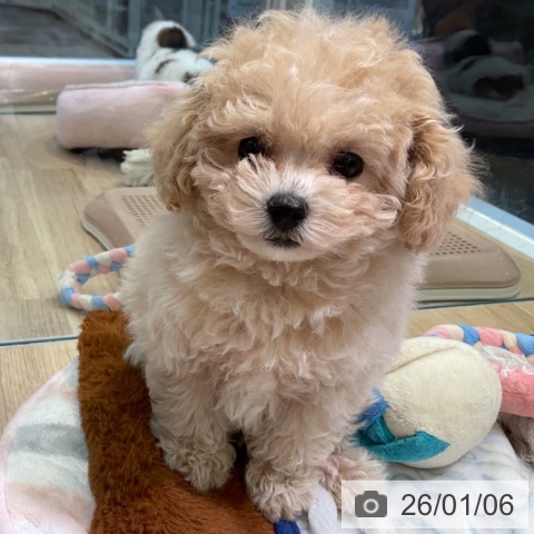 愛知県のトイプードル(トイ) (ペットプラス 岡崎店/2025年11月3日生まれ/女の子/クリーム)の子犬の4枚目の画像