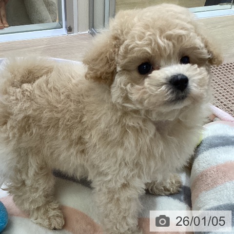 愛知県のトイプードル(トイ) (ペットプラス ナゴヤドーム前店/2025年11月3日生まれ/女の子/クリーム)の子犬の4枚目の画像