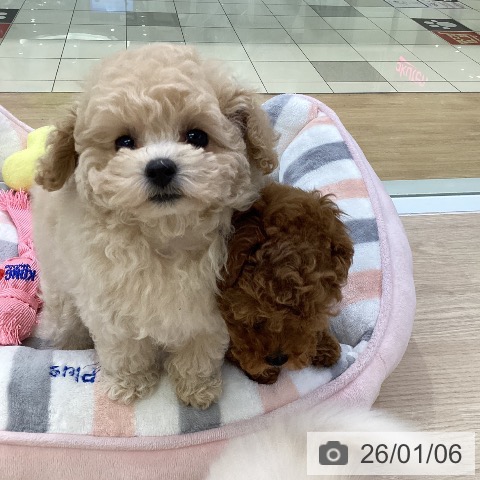 愛知県のトイプードル(トイ) (ペットプラス ナゴヤドーム前店/2025年11月3日生まれ/女の子/クリーム)の子犬の3枚目の画像