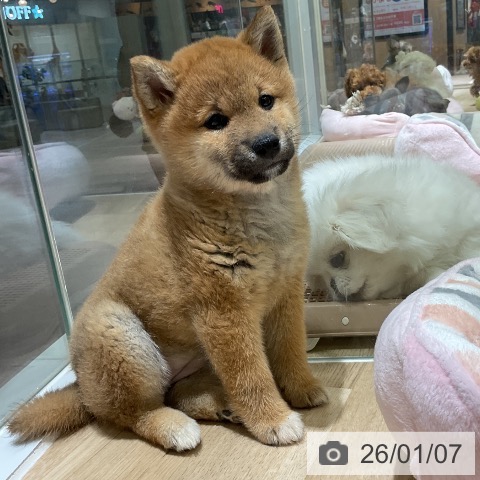 愛知県の柴犬(標準サイズ) (ペットプラス イオンモール豊川店/2025年11月3日生まれ/女の子/赤)の子犬の3枚目の画像