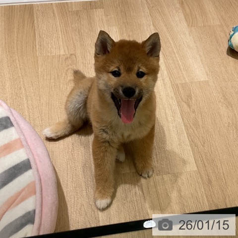 愛知県の柴犬(標準サイズ) (ペットプラス イオンモール豊川店/2025年11月3日生まれ/女の子/赤)の子犬の3枚目の画像