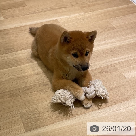 愛知県の柴犬(標準サイズ) (ペットプラス イオンモール豊川店/2025年11月3日生まれ/女の子/赤)の子犬の3枚目の画像