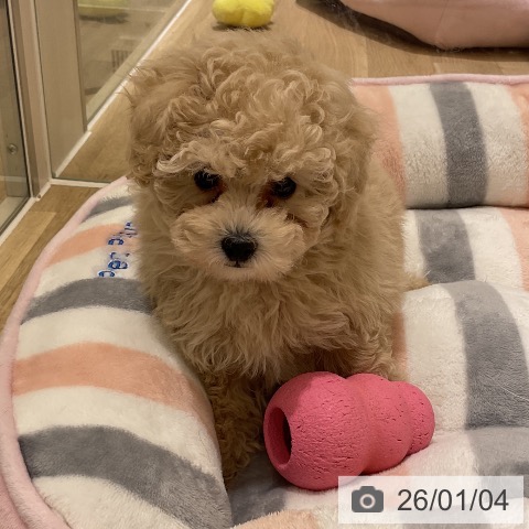 愛知県のトイプードル(トイ) (ペットプラス イオンモール豊川店/2025年11月3日生まれ/男の子/クリーム)の子犬の4枚目の画像
