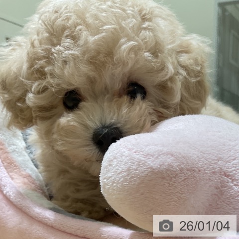 愛知県のトイプードル(トイ) (ペットプラス イオンモール豊川店/2025年11月3日生まれ/男の子/クリーム)の子犬の3枚目の画像