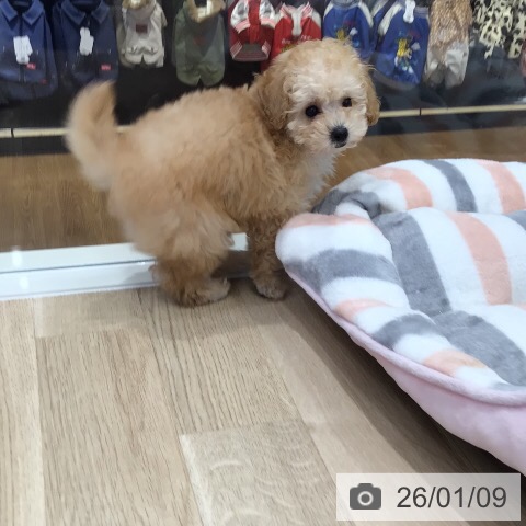 岐阜県のトイプードル(トイ) (ペットプラス 各務原店/2025年11月3日生まれ/男の子/アプリコット)の子犬の3枚目の画像