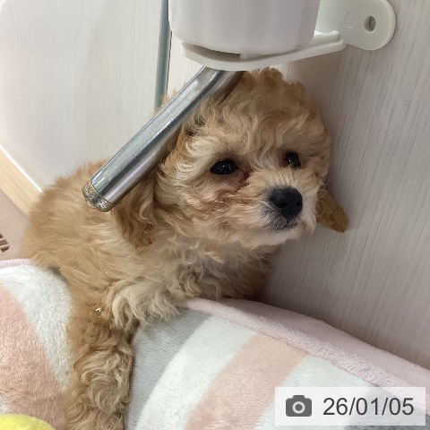 愛知県のトイプードル(トイ) (ペットプラス ナゴヤドーム前店/2025年11月3日生まれ/女の子/アプリコット)の子犬の4枚目の画像