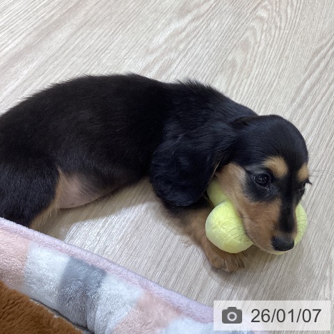 富山県のミニチュアダックスフンド(ロング) (ペットプラス 高岡店/2025年11月2日生まれ/女の子/ブラックタン)の子犬の4枚目の画像