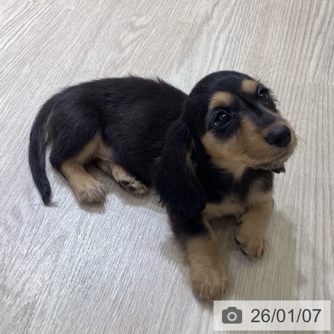 富山県のミニチュアダックスフンド(ロング) (ペットプラス 高岡店/2025年11月2日生まれ/女の子/ブラックタン)の子犬の3枚目の画像