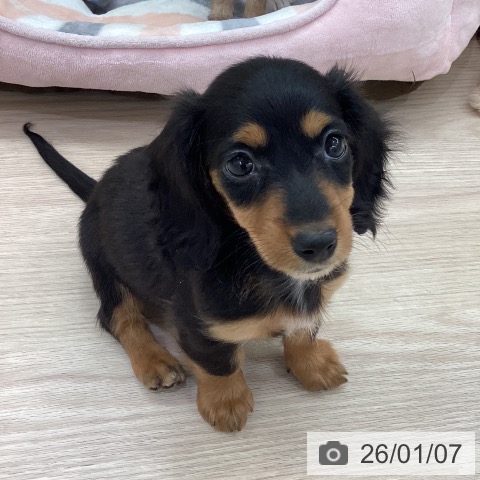 愛知県のミニチュアダックスフンド(ロング) (ペットプラス 豊田店/2025年11月2日生まれ/女の子/ブラックタン)の子犬の3枚目の画像